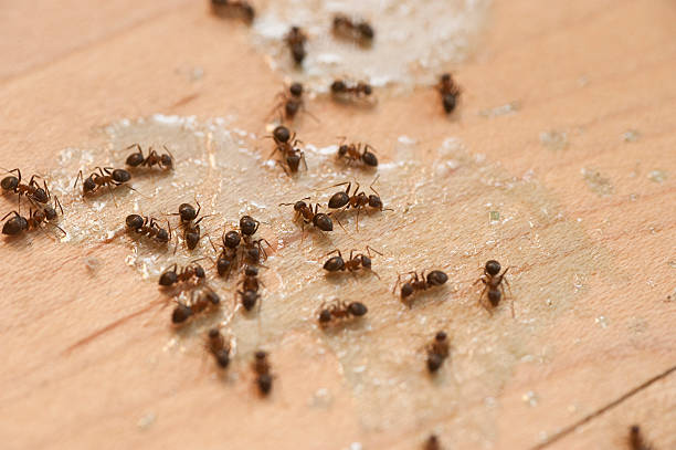Best Best Pest Control Companies  in Middlefield, OH