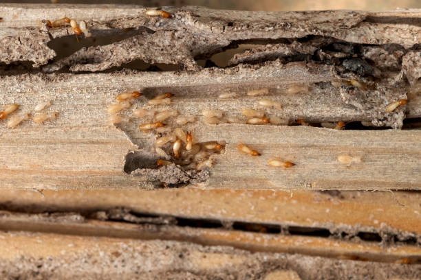 Best Affordable Pest Control Services  in Middlefield, OH